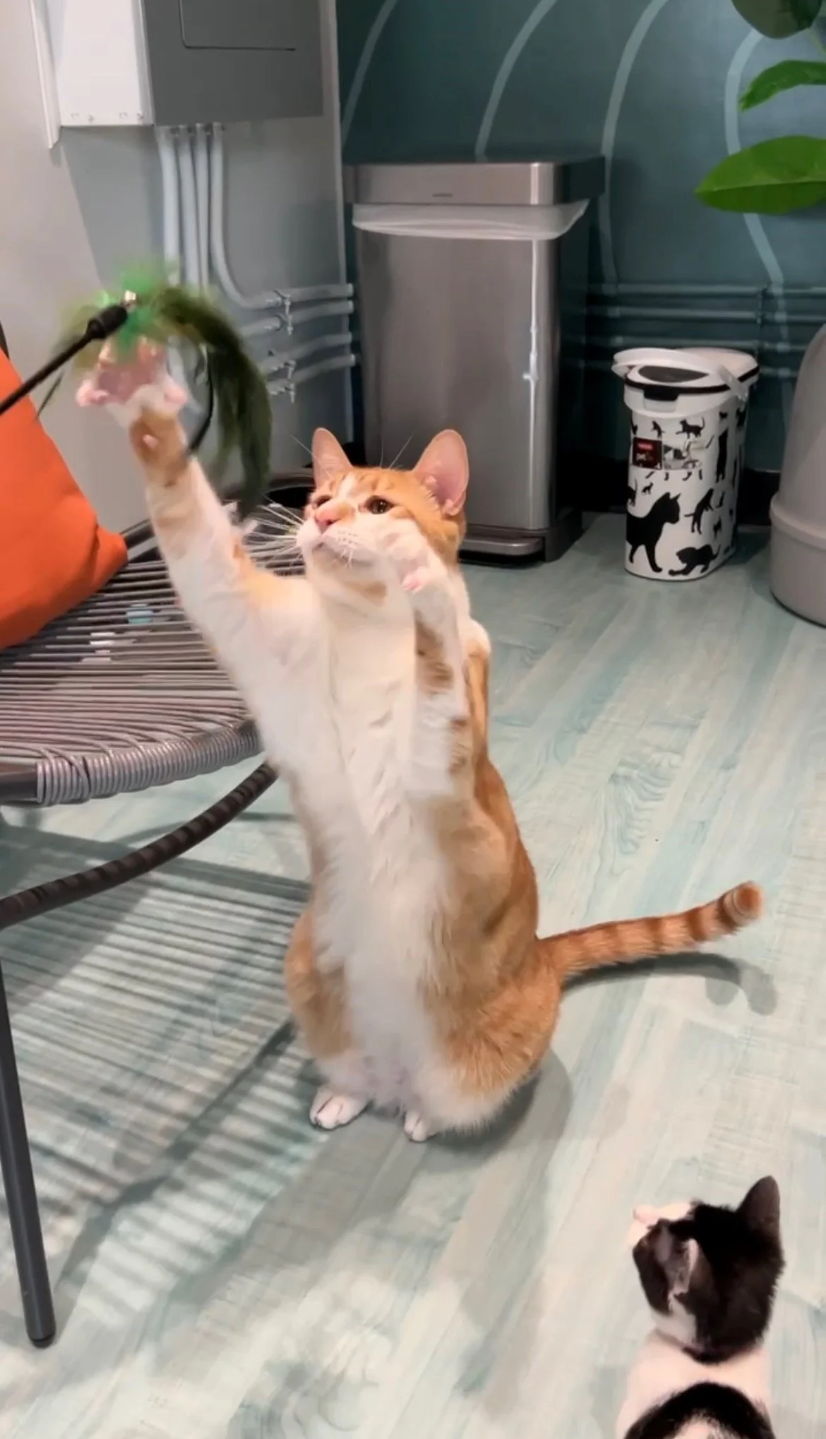 Rajah